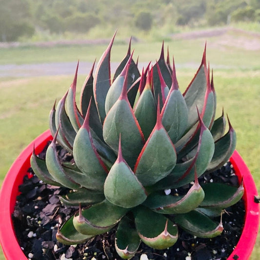 Mangave Praying Hands