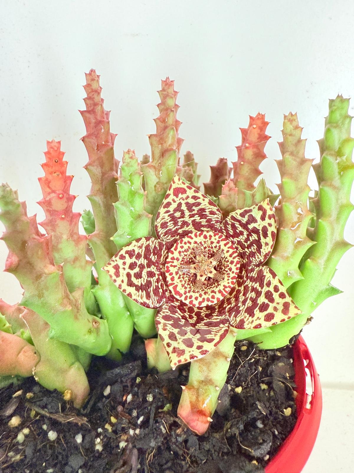 succulent with star shaped flower Buy Stapelia variegata