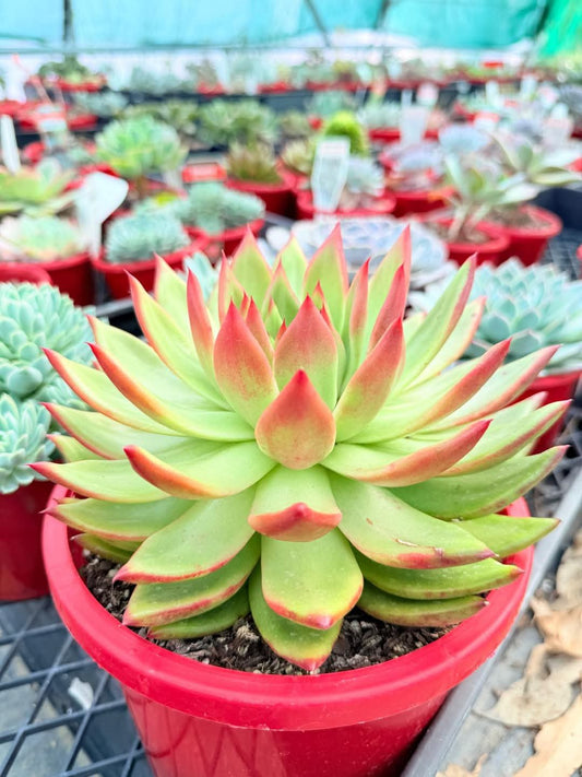 Echeveria Cassini 130mm