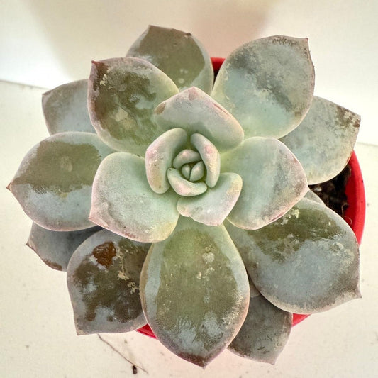 Echeveria #59