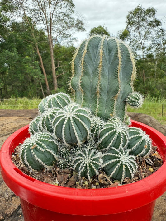 Cacti- Parodia Magnifica Caespitosa