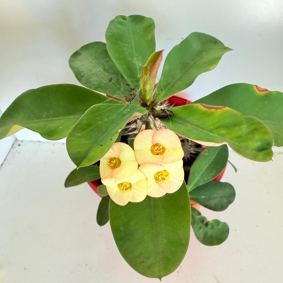 Euphorbia Milli Maxi Zephyr-130mm