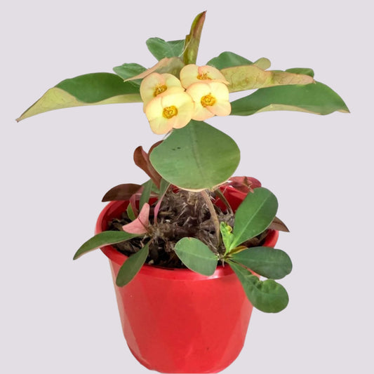 Euphorbia Milli Maxi Zephyr-130mm