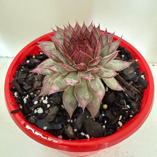 Sempervivum Special #64