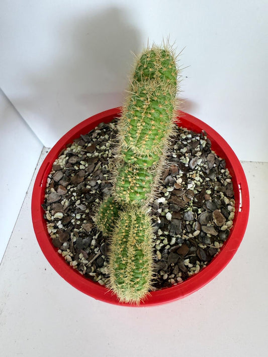 Cacti - Cliestocactus Smaipatanus Crest #401