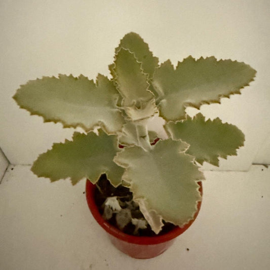 Kalanchoe Beharensis Silver Lining 130mm