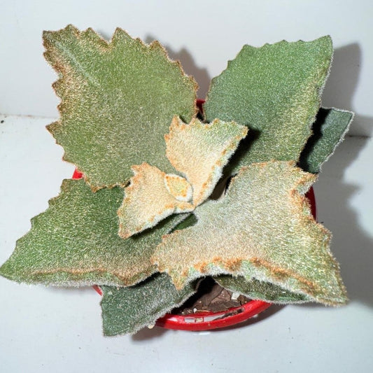 Kalanchoe Beharensis “Fang” 130mm