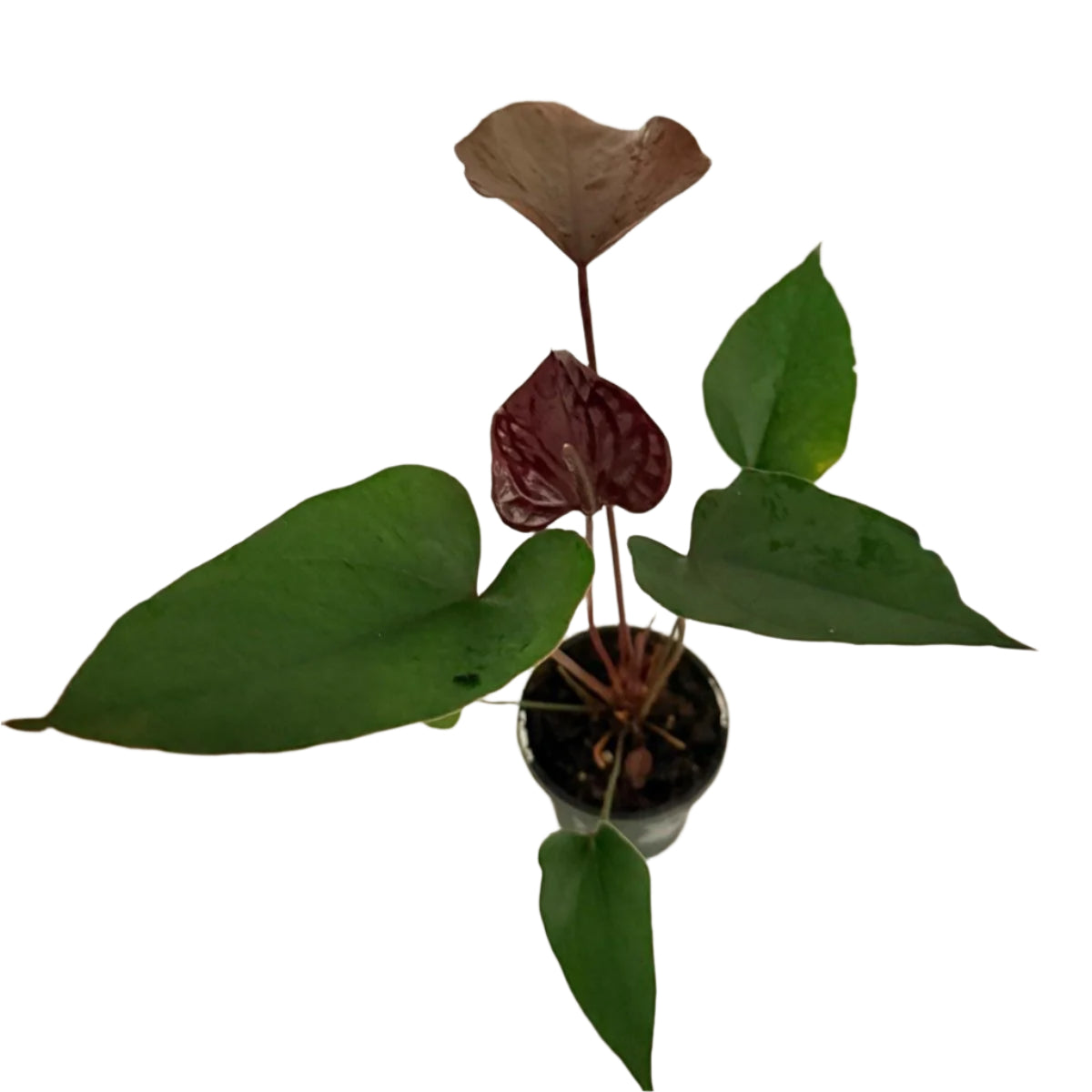 anthurium black beauty 2017 Anthurium Black Beauty
