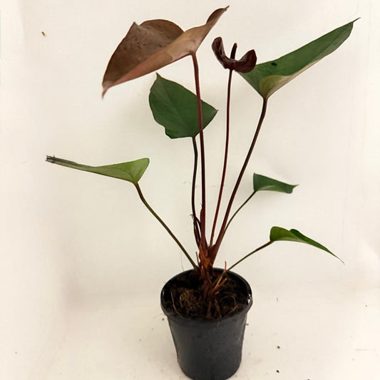Anthurium Black Beauty 100mm pot size plant- with pot