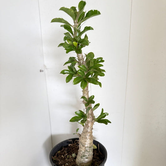 Pachypodium saundersii - # 68
