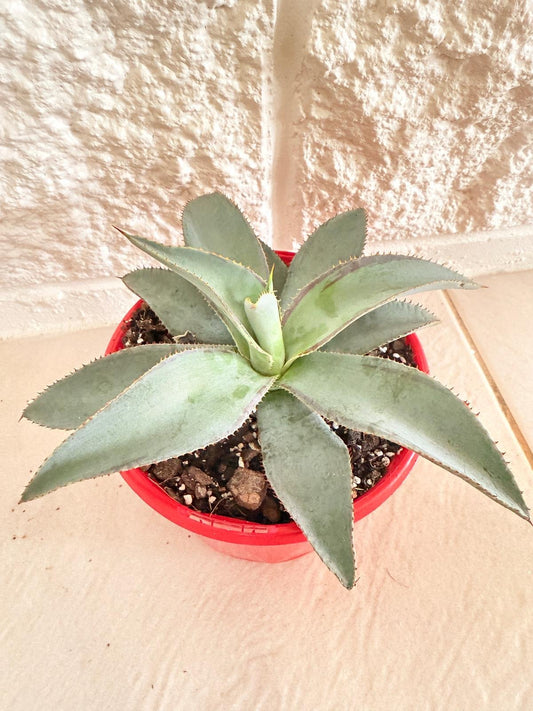 Agave Lipstick 130mm