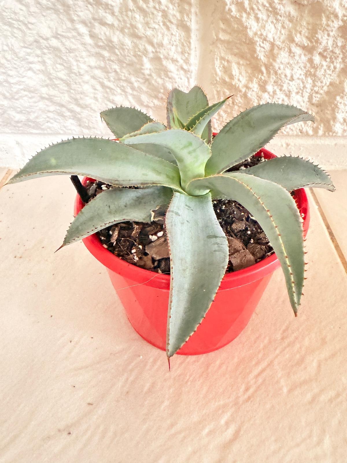 Agave Lipstick 130mm