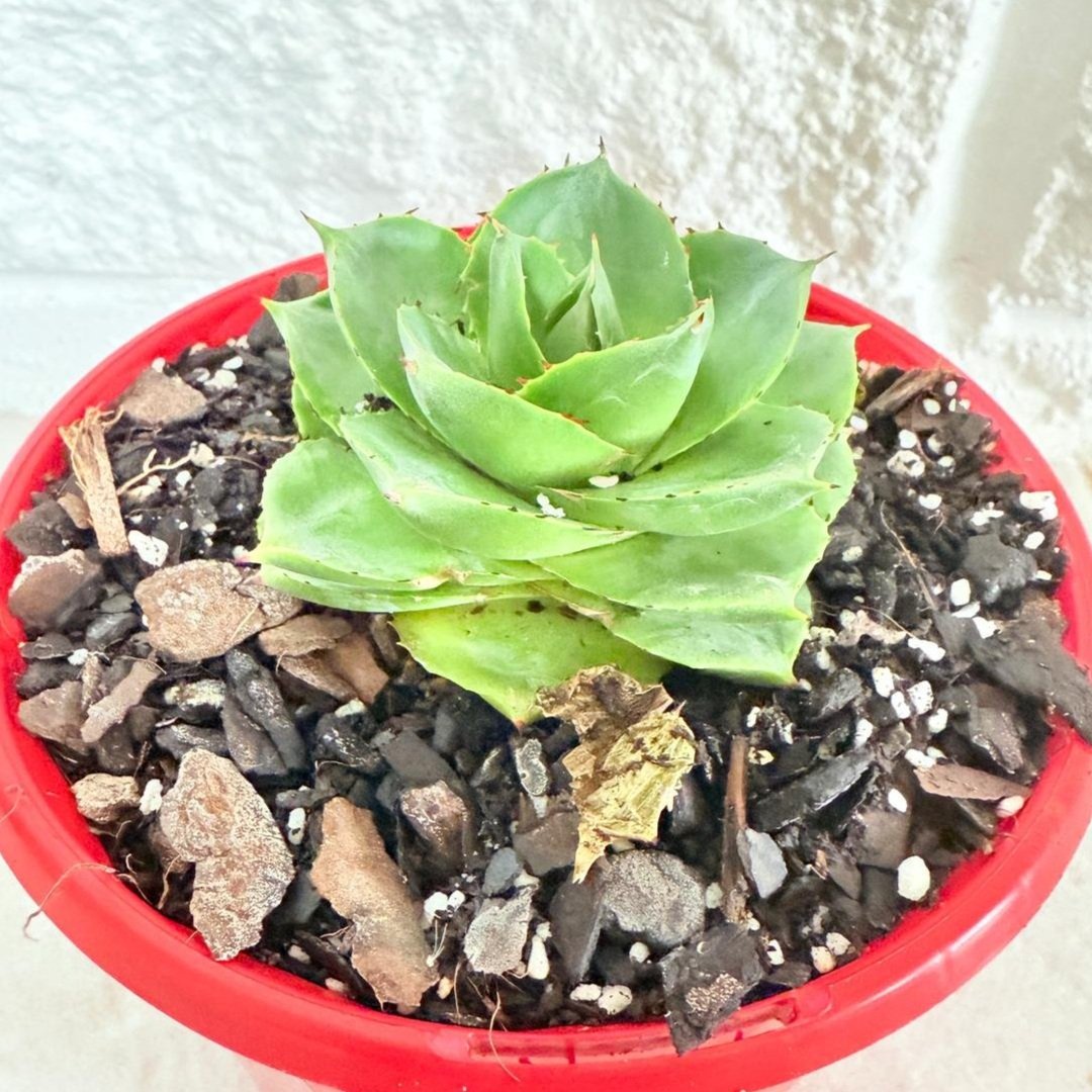 pixie succulent Buy Agave Pixie Rose