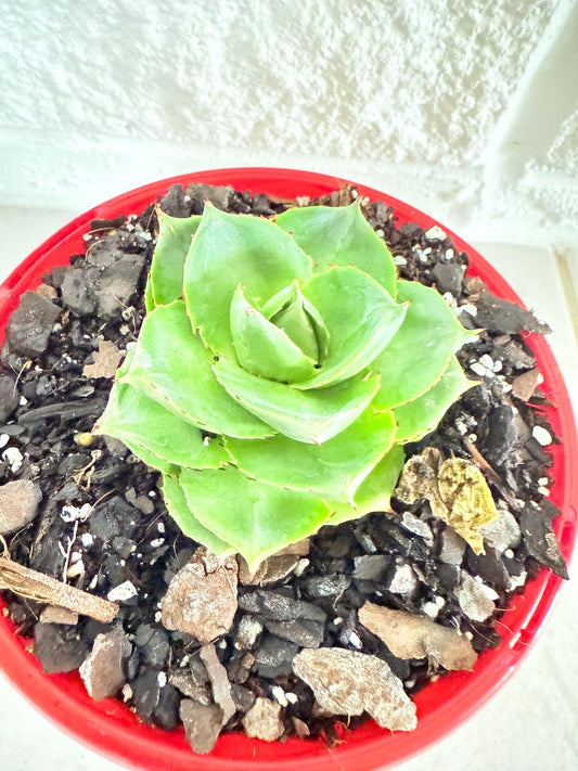 Agave Pixie Rose 130mm