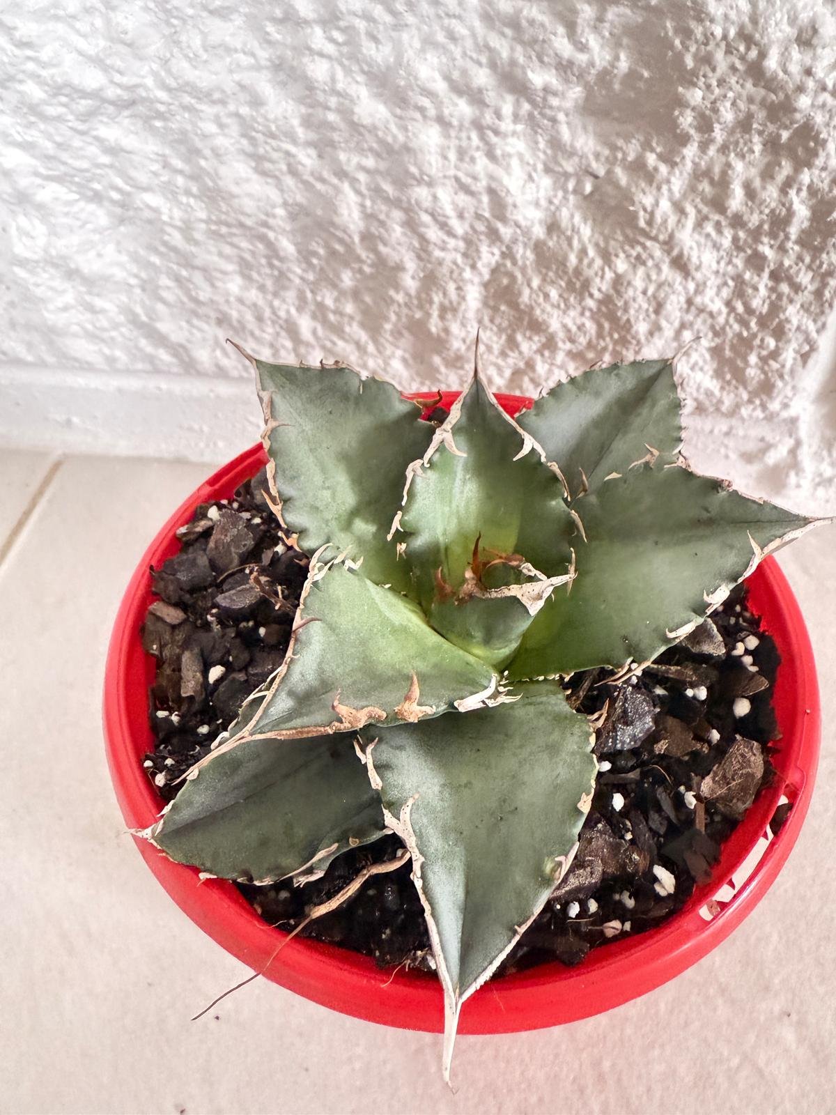 Agave Titanota Solar Eclipse 130mm