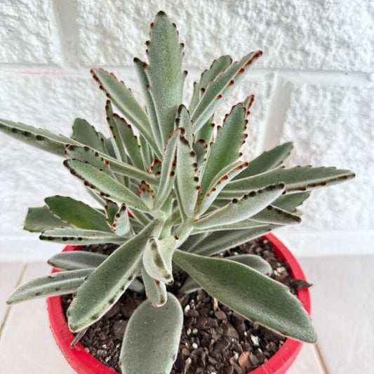 Kalanchoe Tomentosa #110