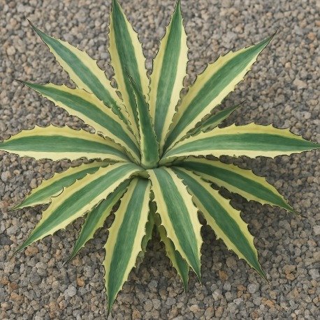 Agave Xylonacantha Variegated Frostbite 130mm