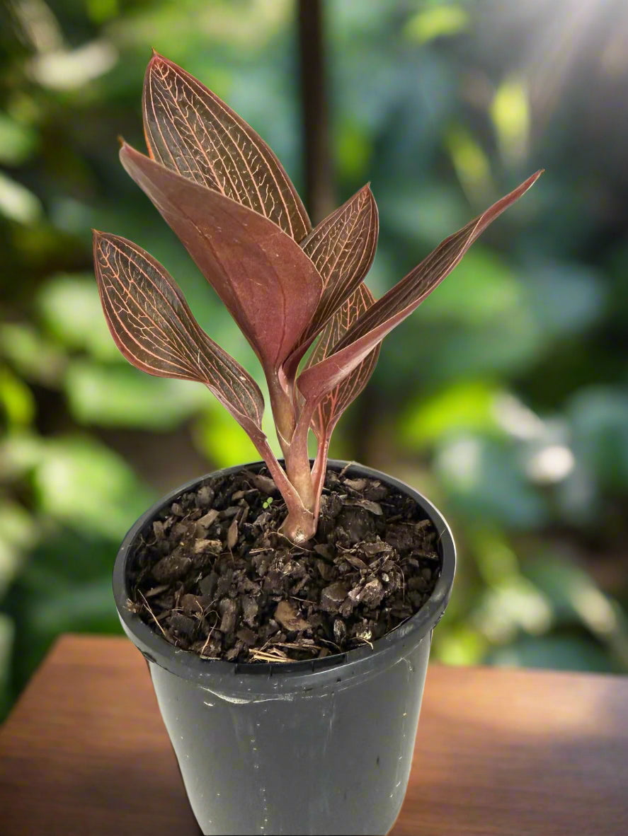 Jewel Orchid Ludisia Discolor – Rare Velvet-Leaved Terrestrial Orchid