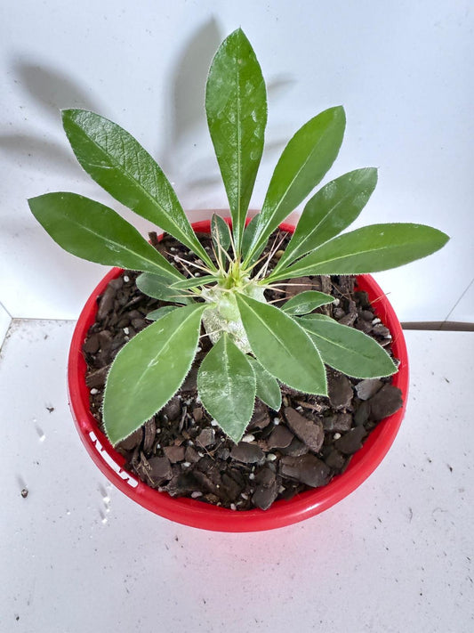 Pachypodium Saundersii 130mm