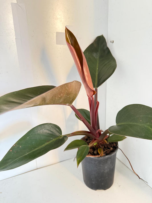 Philodendron Rojo Congo