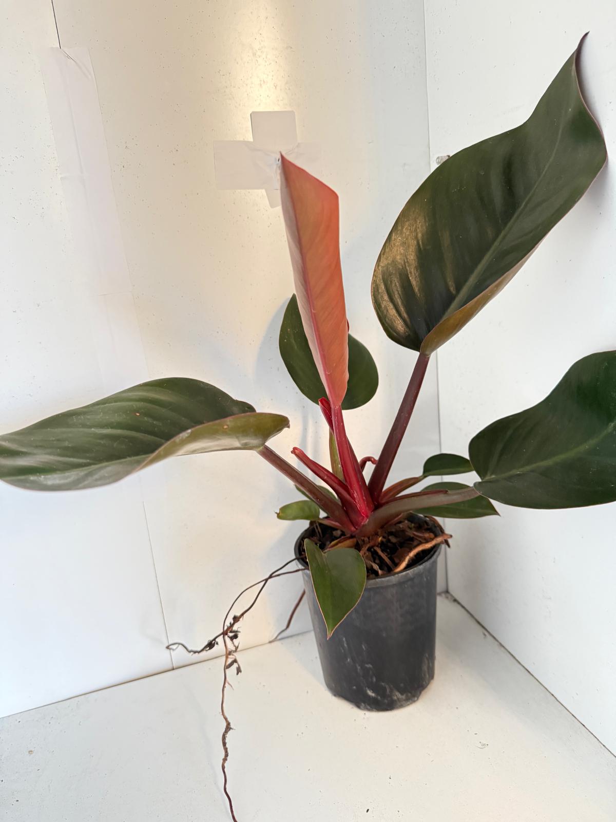 philodendron rojo care Buy Philodendron Prince of Orange