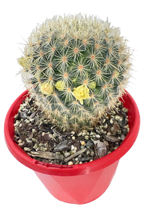 Cacti - Pincushion Cactus Discolour V Schmollii