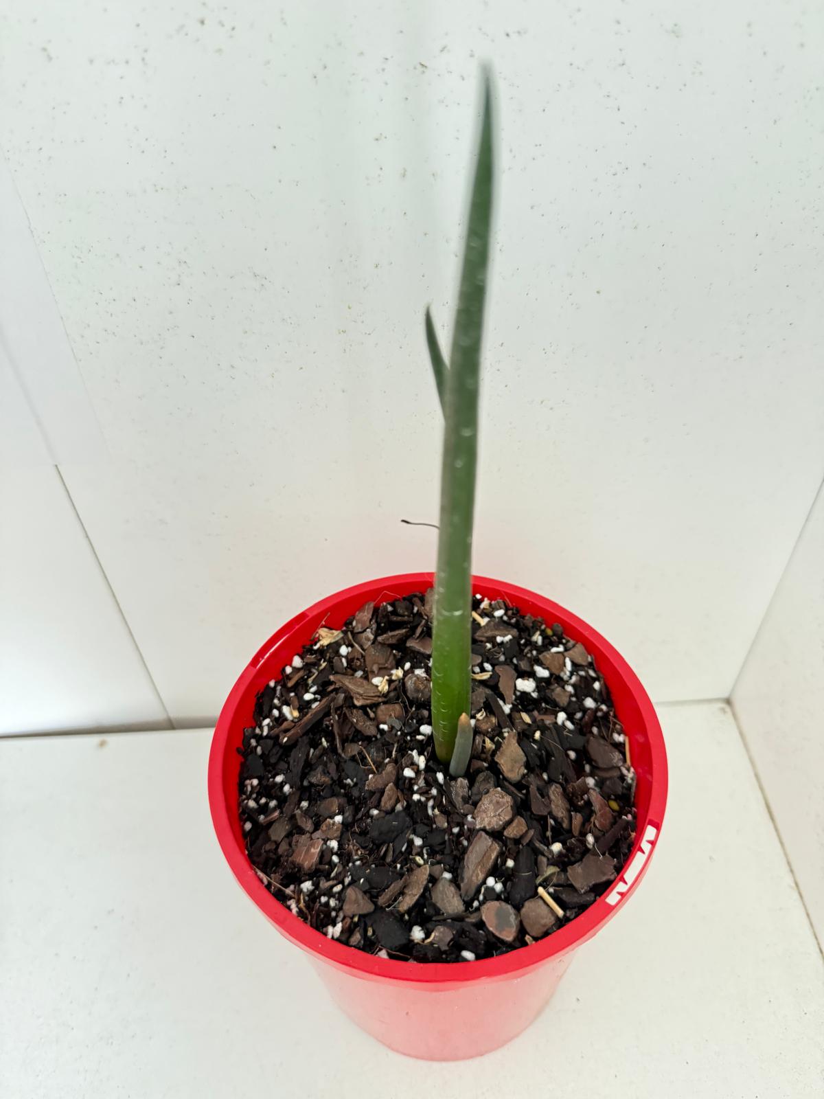 Aloe barberae (Tree Aloe)