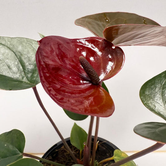Anthurium Giant Chocolate 100mm pot size plant- with pot