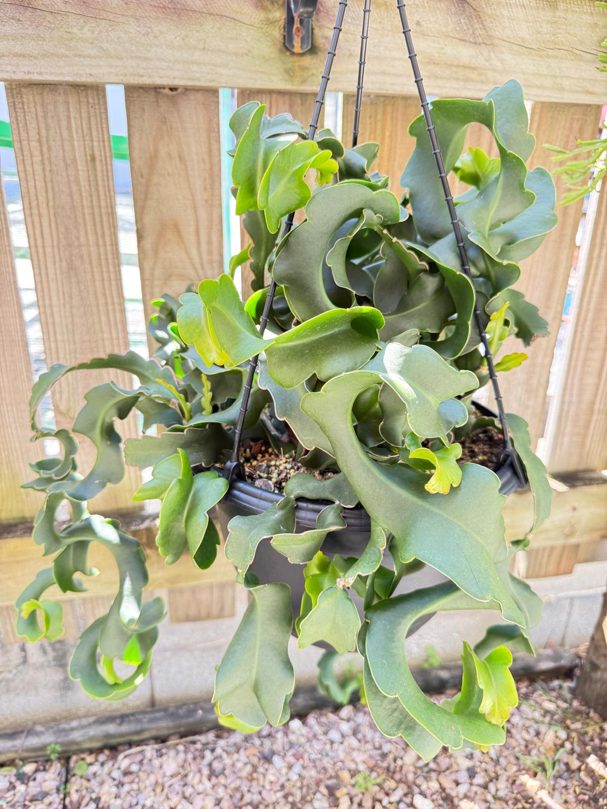 curly hanging plant Buy Epiphyllum 'Curly Sue'