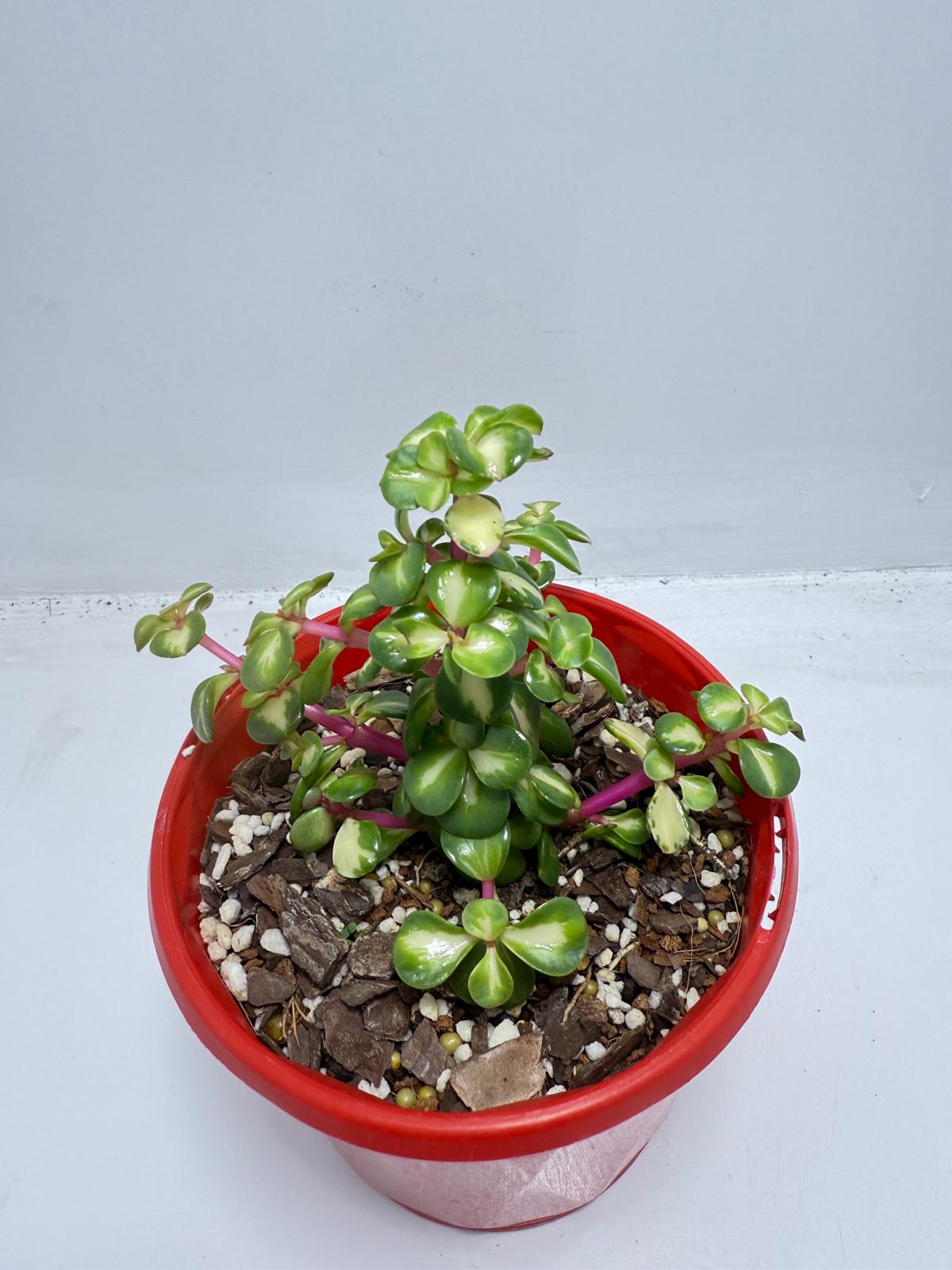 Portulacaria Jade Plant - Succulent