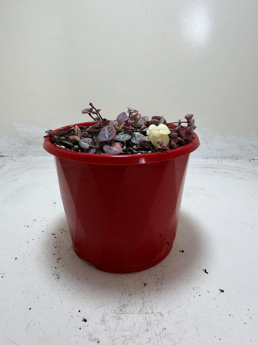 Ceropegia Woodii Variegated "Chain of Hearts"