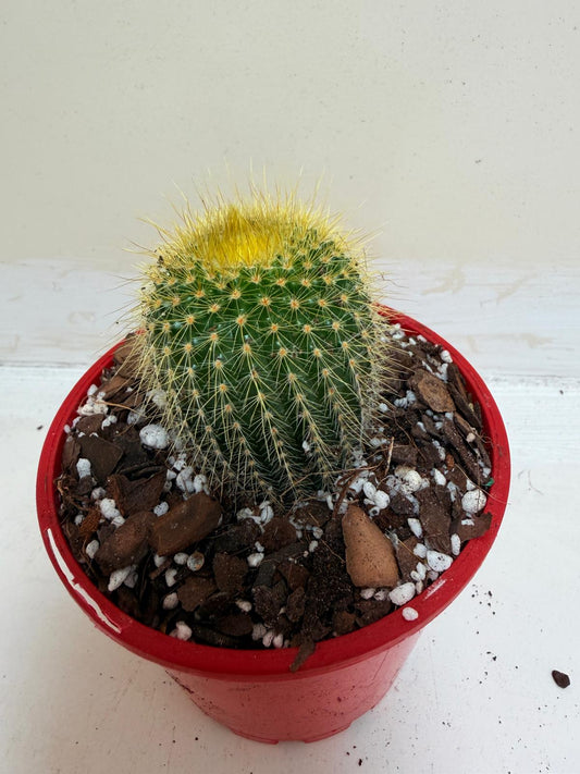 Cacti- Parodia 'Golden Ball Cactus'