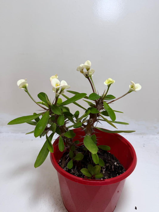 Euphorbia Milli white two in one #230