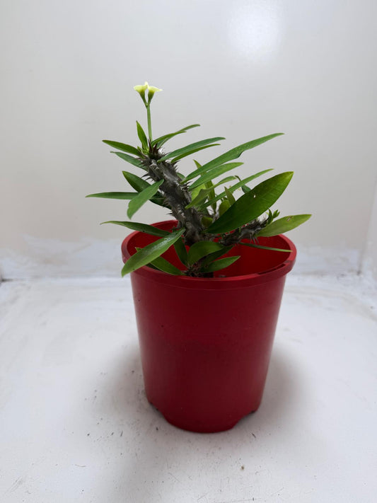 Euphorbia Milli White #215