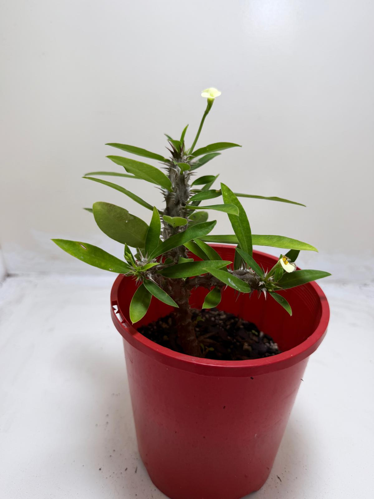 Euphorbia Milli White #215