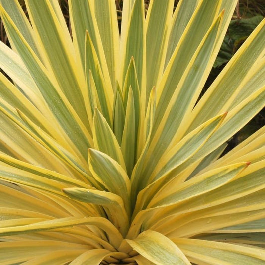 Yucca Citrus Twist- 130mm
