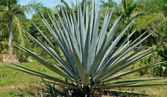 Mature Blue Agave succulent showing architectural rosette form