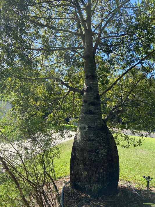 Close up of Brachychiton rupestris bottle tree distinctive swollen trunk that stores water - Australian native plant detail