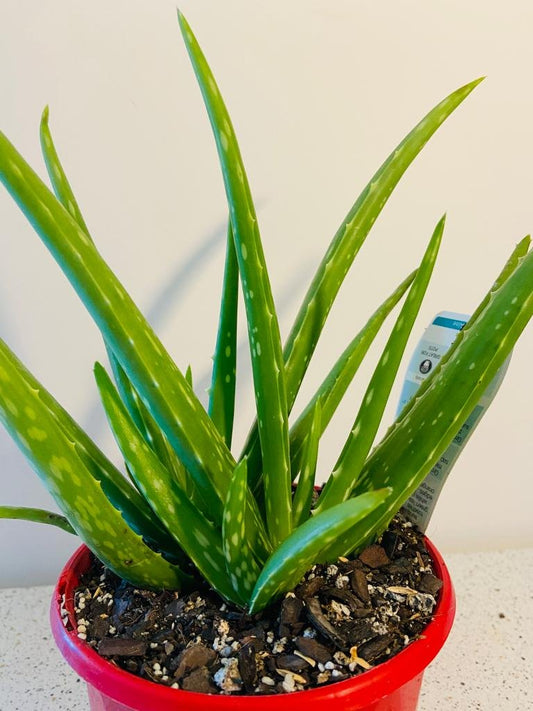 Buy premium Aloe Vera plants online Australia wide shipping