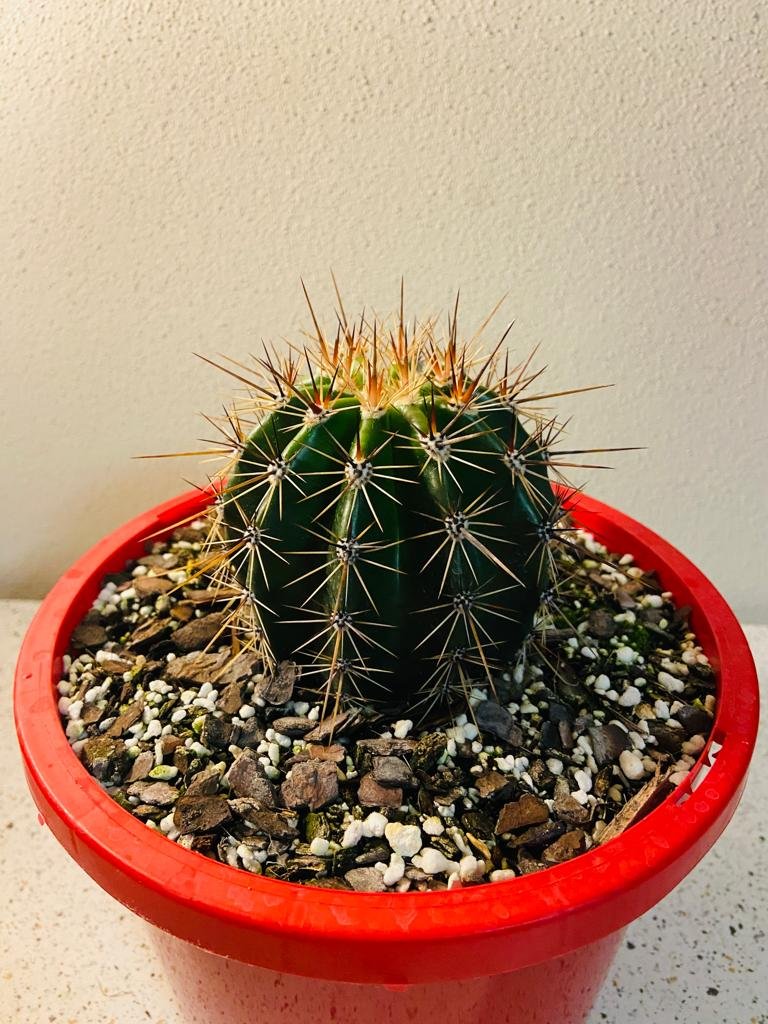 Potted Saguaro cactus 190mm size available for sale online Australia