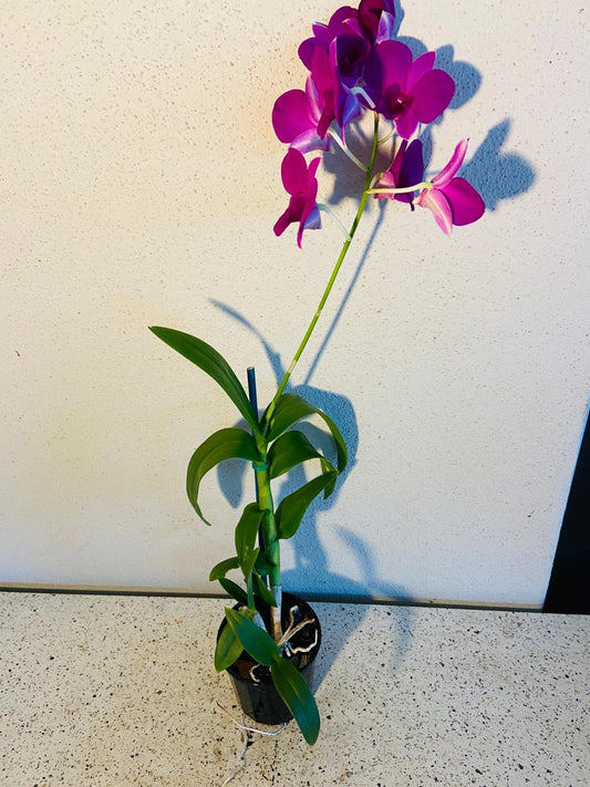 Close-up of white purple Dendrobium blooms on Venus hybrid, long-lasting easy-care orchid flowers