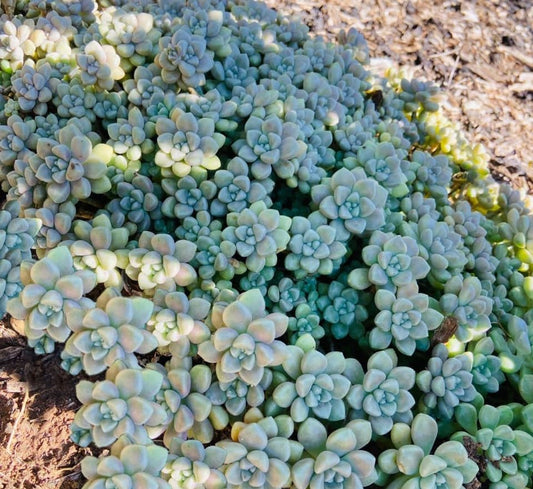 Graptopetalum Mendozae