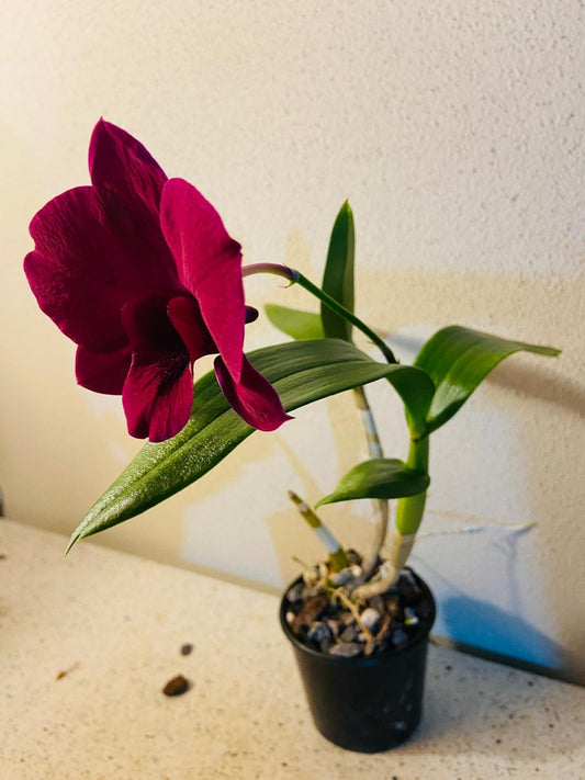 Close up of Dendrobium Dal's Classic delicate pink lavender orchid blooms