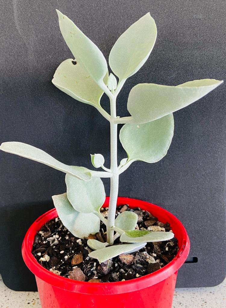 Low-maintenance Kalanchoe Silver Spoons succulent collection - buy online Australia-wide delivery