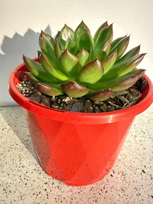 Top view of Echeveria Elyse showing symmetrical pastel pink and lavender rosette formation