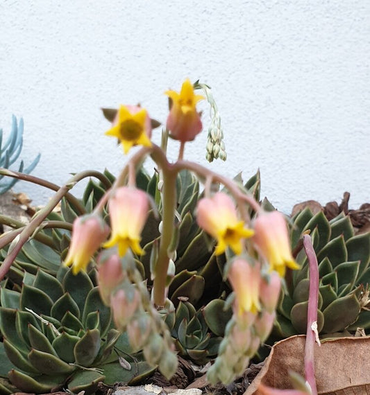 Echeveria Mira