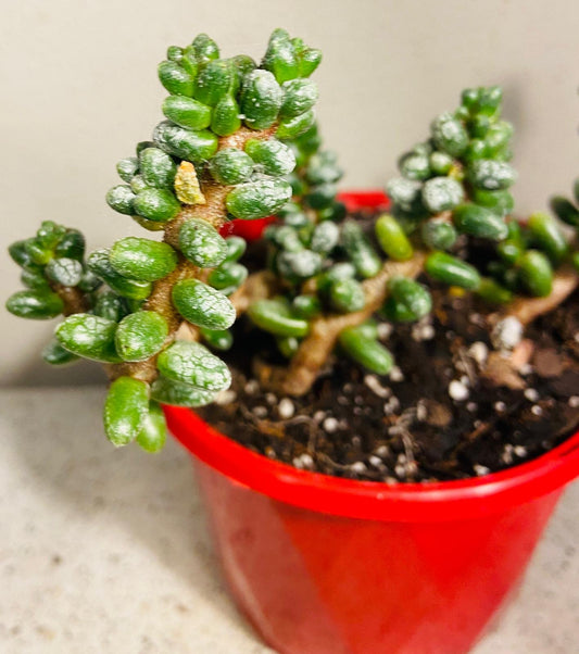 Frosty blue-green leaves of Sedum Furfuraceum succulent
