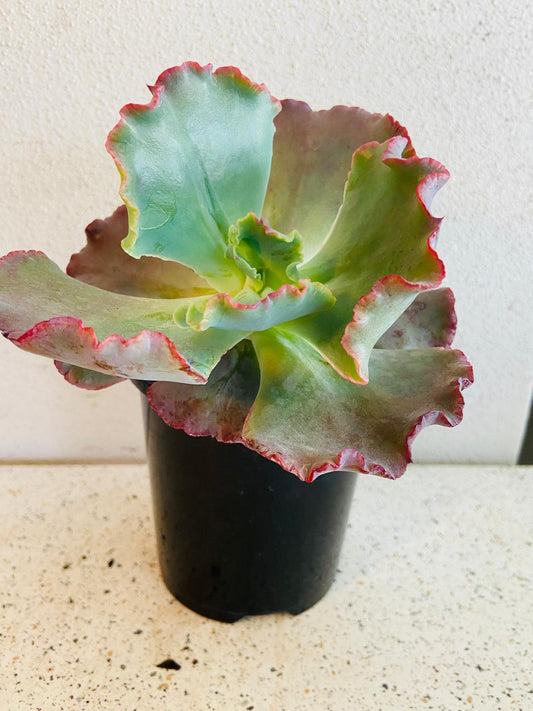 Close-up of Echeveria Fire and Ice succulent for Australian gardens