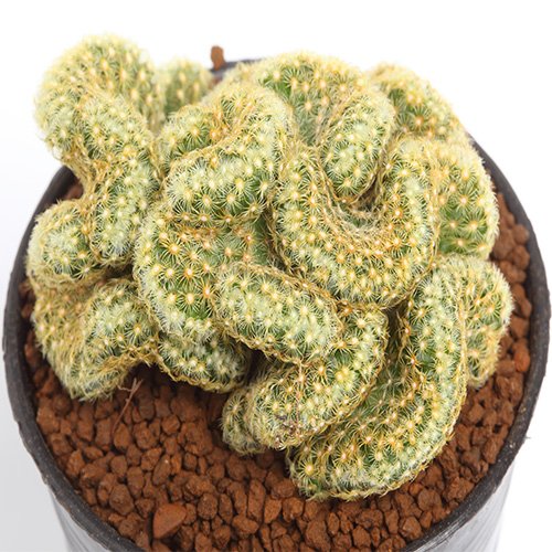 types of brain cactus Buy Mammillaria Brain Cactus