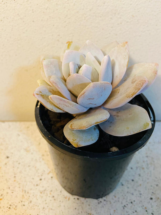 Close-up of Echeveria lauii leaves with ghostly white powdery coating and pink blush